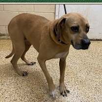 Thumbnail photo of Shadow #1