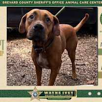 Thumbnail photo of Shadow #4