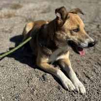 Thumbnail photo of Fables #4