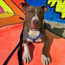 Thumbnail photo of Jed (foster) #2