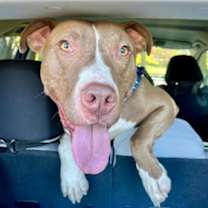 Thumbnail photo of Jed (foster) #3