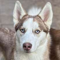 Thumbnail photo of Apricot #1