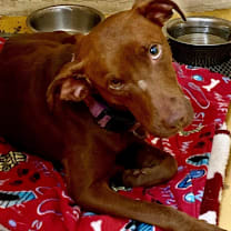 Thumbnail photo of Buckie #2