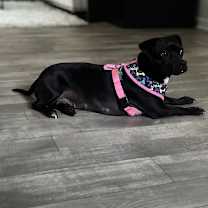 Thumbnail photo of Suki #1