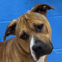 Thumbnail photo of Bentley #1