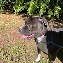 Thumbnail photo of Jiggy Aka Rocker #2