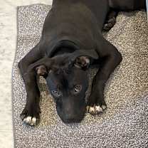 Thumbnail photo of Butler #2