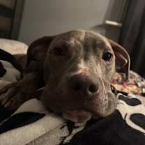 Thumbnail photo of Scooby OS 1023 #3