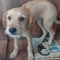 Thumbnail photo of Scruffy #1