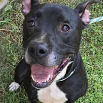 Thumbnail photo of Connor *foster needed* #4