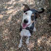 Thumbnail photo of Blue #2