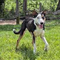 Thumbnail photo of Blue #3