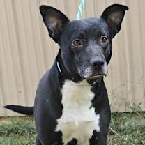 Thumbnail photo of Annabelle *foster needed* #2