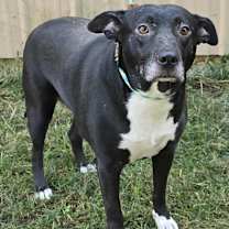 Thumbnail photo of Annabelle *foster needed* #3