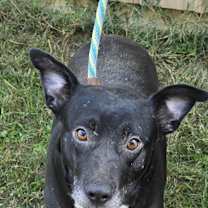 Thumbnail photo of Annabelle *foster needed* #4