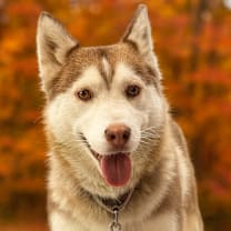 Thumbnail photo of Cinnamon #1