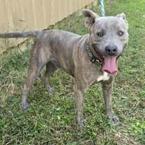 Scrappy Doo *foster needed*