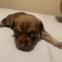 Thumbnail photo of Ollie #2