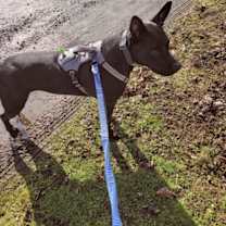 Thumbnail photo of Remy #2