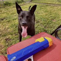 Thumbnail photo of Remy #3