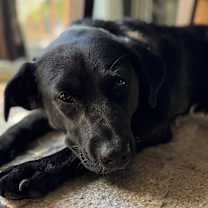 Thumbnail photo of Stella #4