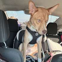 Thumbnail photo of Rango #4