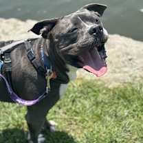 Thumbnail photo of Zander #1