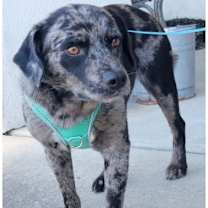 Thumbnail photo of Chase #4