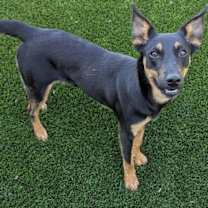 Thumbnail photo of Cora #1