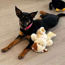 Thumbnail photo of Cora #2