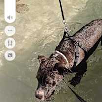 Thumbnail photo of Charlie Brown #3