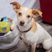 Thumbnail photo of Heron #1