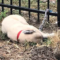 Thumbnail photo of Lincoln #2