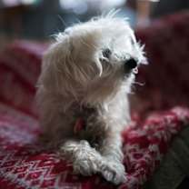 Thumbnail photo of Sammy #cheery-lap-dog #4