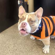 Thumbnail photo of Sir Loin #2