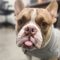 Thumbnail photo of Sir Loin #3