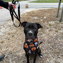 Thumbnail photo of Murphy (in foster) #1