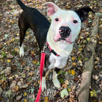 Thumbnail photo of Deuce #1