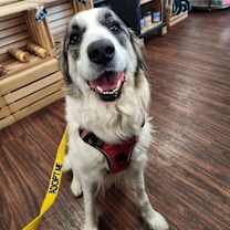 Thumbnail photo of 25-023 Opal #1