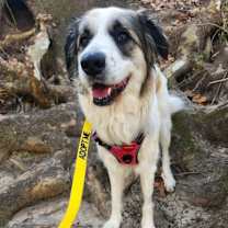 Thumbnail photo of 25-023 Opal #2