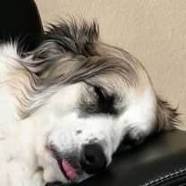 Thumbnail photo of 25-023 Opal #3