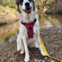 Thumbnail photo of 25-023 Opal #4