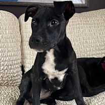 Thumbnail photo of Hope (Nelson Litter) #1