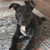 Thumbnail photo of Hope (Nelson Litter) #2