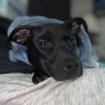 Thumbnail photo of Hope (Nelson Litter) #3