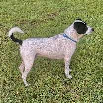 Thumbnail photo of Birdie* #3