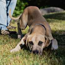 Thumbnail photo of Oak #2