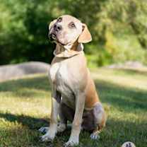 Thumbnail photo of Oak #3