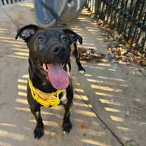 Thumbnail photo of Button #2