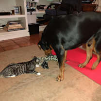 Thumbnail photo of Cooper #4